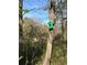 Green birdhouse attached to a tree trunk in a peaceful, wooded setting, enhancing the natural ambiance at 522 Stell Rd, Woodstock, GA 30188