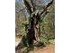 Unique hollow tree covered in ivy, adding natural charm to the landscape at 522 Stell Rd, Woodstock, GA 30188