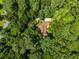 Aerial shot of the home surrounded by trees, providing a sense of privacy at 1690 Trotters Ln, Stone Mountain, GA 30087