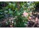 A peach colored rose in a landscaped yard with mulch, brick border, and healthy green plants at 176 Oakland Way, Dallas, GA 30157