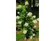 Lush hydrangea bush in full bloom, adding natural beauty to the landscape at 3032 Ross Rd, Snellville, GA 30039