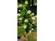 Charming front yard with a hydrangea at 3032 Ross Rd, Snellville, GA 30039