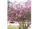 Magnificent magnolia tree in full bloom, showcasing stunning pink flowers at 3032 Ross Rd, Snellville, GA 30039