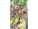 Unique tree with purple leaves and light brown colored fruit at 3032 Ross Rd, Snellville, GA 30039