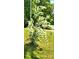 Flowering bush with bright white blooms at 3032 Ross Rd, Snellville, GA 30039