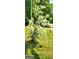 Charming front yard with a white blooming tree at 3032 Ross Rd, Snellville, GA 30039