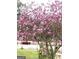 Magnolia tree in full bloom on the grounds at 3032 Ross Rd, Snellville, GA 30039