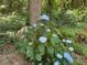 A lush backyard with beautiful hydrangea bushes creates a peaceful retreat at 224 Sourwood Dr, Marietta, GA 30062