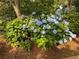 View of a Hydrangea bush in full bloom, adding natural beauty to the home's landscaping at 2174 Kinridge Rd, Marietta, GA 30062