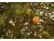 Close up of an orange fruit hanging from a tree branch at 272 Old Sudie Rd, Hiram, GA 30141