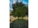 Large citrus tree surrounded by oranges in the grassy yard at 272 Old Sudie Rd, Hiram, GA 30141