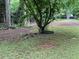 Backyard featuring mature tree with a tire swing and a lush green lawn at 170 Beatrice St, Dallas, GA 30157