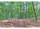 Wooded backyard with towering mature trees and path at 5345 Pilgrim Point Rd, Cumming, GA 30041