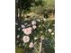 Lush garden featuring pink roses, greenery, and a serene backyard setting at 3554 Umatilla Sw Ln, South Fulton, GA 30331