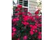 Vibrant garden featuring lush red roses, adding charm and beauty to the home's exterior at 3554 Umatilla Sw Ln, South Fulton, GA 30331