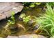 Beautiful pond featuring lush plants and colorful koi fish, adding serenity to the outdoor space at 161 Highgrove Dr, Suwanee, GA 30024