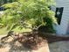Landscaping featuring steps leading to the house with a leafy tree at 1028 Gate Post Ln, Lawrenceville, GA 30044