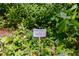 Lush Florida Anise and Dogwood shrubbery with plant label at 1405 May Se Ave, Atlanta, GA 30316