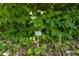A Buckeye shrub or Aesculus plant is marked in the yard with a sign on a sunny day at 1405 May Se Ave, Atlanta, GA 30316