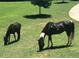 Horses grazing in a lush pasture, showcasing the property's serene and pastoral charm at 3480 Indian Shoals Rd, Dacula, GA 30019