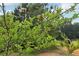 Close-up of a fruit tree with a single apple, set against a backdrop of lush greenery and blue sky at 3480 Indian Shoals Rd, Dacula, GA 30019