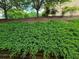 Beautiful landscaping featuring lush green ground cover under mature trees and a well-maintained lawn at 1067 Brownstone Dr # 23, Marietta, GA 30008