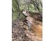 Tranquil creek flowing through a wooded area, showcasing the natural beauty of the property at 1971 Centennial Rd, Rutledge, GA 30663