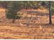 A group of deer wander through an open field surrounded by trees in this wildlife habitat at 1971 Centennial Rd, Rutledge, GA 30663