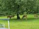 Deer graze on green grass in a lovely backyard with mature trees and room to roam at 3096 Campground Rd, Winston, GA 30187
