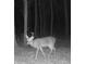 Picture of a large buck at night demonstrating the wildlife that may be found at 337 Paynes Lake Rd, Carrollton, GA 30116