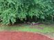 Green backyard surrounded by mature trees, perfect for outdoor activities and enjoying nature at 12 Isabella Ne Ct, Cartersville, GA 30121