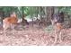 Wildlife with two deer in their natural wooded habitat and setting, with lush greenery in the background at 3542 Chattahoochee Summit Se Ln, Atlanta, GA 30339