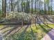 Backyard with a mature flowering tree and a wooden swing, set against a backdrop of trees at 5090 Eubanks Rd, Woodstock, GA 30188