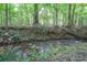 Peaceful backyard stream surrounded by lush ferns and natural foliage at 702 Crescent Cir, Canton, GA 30115