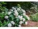 Close-up of white hydrangea bushes, adding charm and curb appeal to the home's landscape at 4366 Cedar Wood Sw Dr, Lilburn, GA 30047