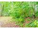 Overgrown backyard with lush greenery and plenty of trees for shade and privacy at 3440 Quinn Ridge Dr, Snellville, GA 30039