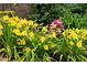 Close-up of bright yellow daylilies blooming amongst lush greenery and flowering plants at 735 Sweethaven Ln, Loganville, GA 30052