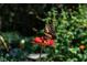 Butterfly perched on flower at Medlock Park Garden, a vibrant display of nature's beauty and great for photos at 1174 City Park Ln, Decatur, GA 30033