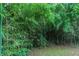 Lush bamboo in the backyard provides privacy and a natural aesthetic to the outdoor space at 4634 Garden Hills Dr, Stone Mountain, GA 30083
