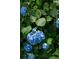 Close-up shot of vibrant blue hydrangea blossoms amidst lush green foliage at 2041 Trailwood Rd, Decatur, GA 30032