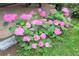 Close-up shot of vibrant pink hydrangea bushes, adding a splash of color to the manicured yard at 728 Antone Nw St, Atlanta, GA 30318