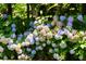 Charming hydrangea bushes bursting with colorful blooms at 3639 Paper Mill Se Rd, Marietta, GA 30067