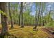 Lush wooded area with mossy ground, tall trees, and dappled sunlight creating a serene natural setting at 3115 Chimney Cove Ln, Cumming, GA 30041