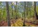 Scenic view of a lush wooded area with tall trees, dappled sunlight, and a tranquil, natural setting at 3115 Chimney Cove Ln, Cumming, GA 30041