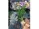 Fish pond with lillypads and purple flowers at 2095 Gherry Dr, Austell, GA 30106