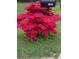 Eye-catching fuchsia azalea bush near the mailbox at 2095 Gherry Dr, Austell, GA 30106