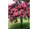 Beautiful yard featuring a bright pink Crape Myrtle tree at 2095 Gherry Dr, Austell, GA 30106