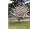 Beautiful yard featuring a gorgeous white tree at 2095 Gherry Dr, Austell, GA 30106