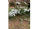Lush yard featuring a beautiful white azalea bush at 2095 Gherry Dr, Austell, GA 30106