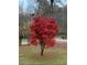 Yard featuring a vibrant red maple tree at 2095 Gherry Dr, Austell, GA 30106